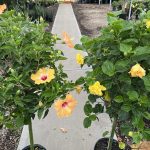 12" Hibiscus Std Premium Asst
