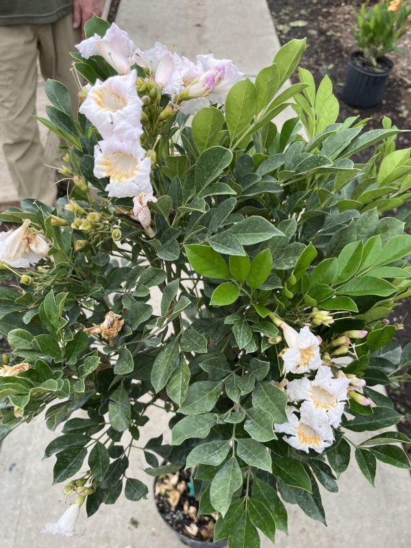 10" Jasmine Dwarf Std