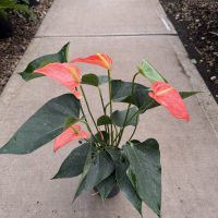 6" Anthurium Orange