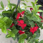 12" Mandevilla HB Duo Red & White