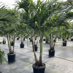 21" Palm Adonidia 10-12' Premium