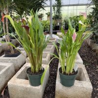 6" Calla Lily Premium