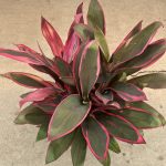 10" Cordyline Cathy Ann 4ppp