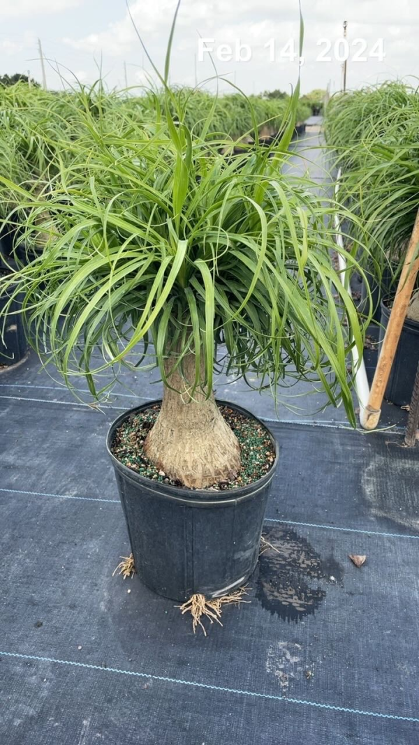 10" Palm Ponytail Stump