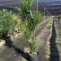 10" Drac Anita Character VAR 4-5'