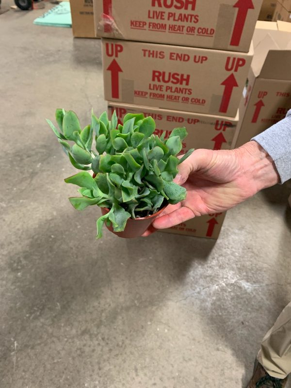 4" Crassula Jade Curly (CA)