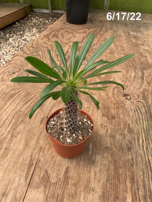 6" Pachypodium Lamerii (CA)