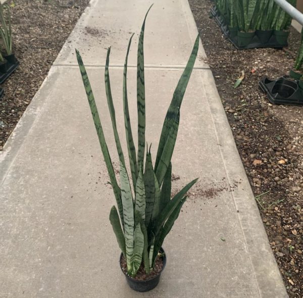 6" Sans Spearmint