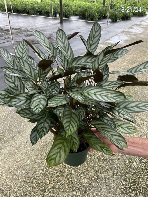 6" Calathea Exotica