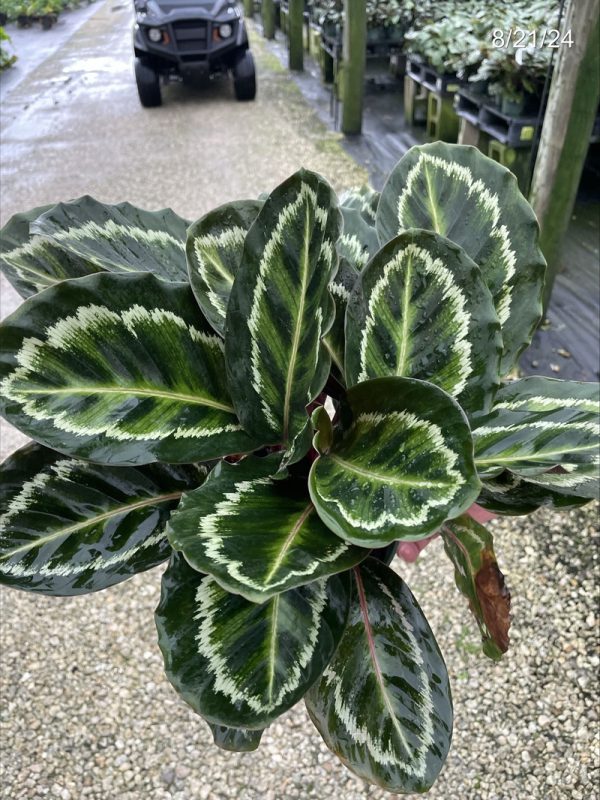6" Calathea Medallion