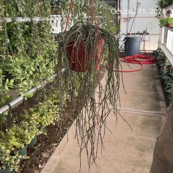 6" Cynanchum Bundle of Sticks HB (CA)