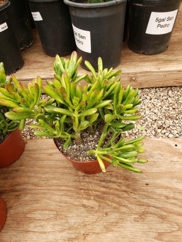 8" Crassula Jade Gollum (CA)