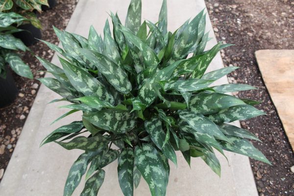 10" Ag Emerald Beauty/Maria
