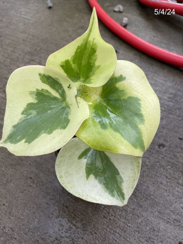 4" Pep Raindrop Verdant Flame (OPT)