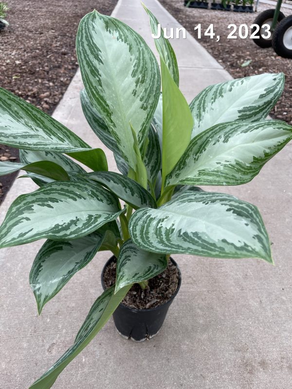 6" Ag Silver Bay