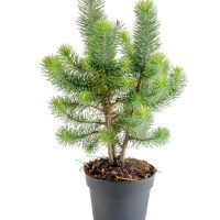 4" Stone Pine