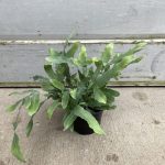 6" Fern Blue Star