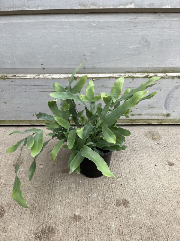 6" Fern Blue Star