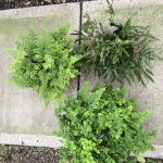 8" Fern Maidenhair Asst HB