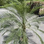 14" Palm Phoenix Roebeleniis Single Premium 5'