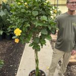 14" Hibiscus Braid Premium Yellow Asst