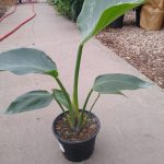 6" Strelitzia White Bird 2-3ppp