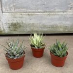 4" Haworthia Asst