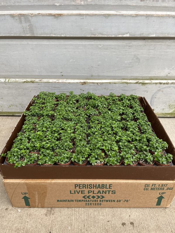 2" Pilea Baby Tears (pk 90)