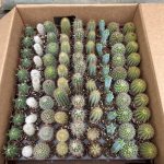 2" Cacti Asst (pk 90)
