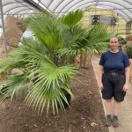 17" Palm Chinese Fan 6-7'