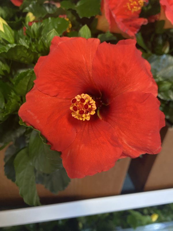 6" Hibiscus Premium Trade Wind "Starry Wind"
