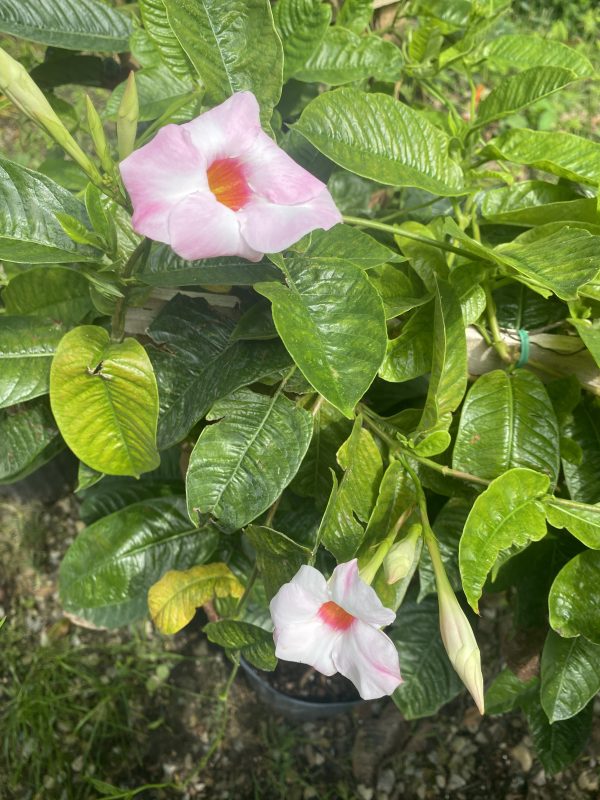 10" Mandevilla Trellis Alice du Pont