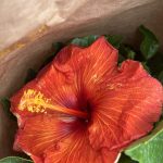 10" Hibiscus Bush Hollywood Series "Mai Tai" Premium