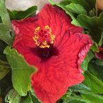 10" Hibiscus Bush Hollywood Series "Crimson Tide" Premium