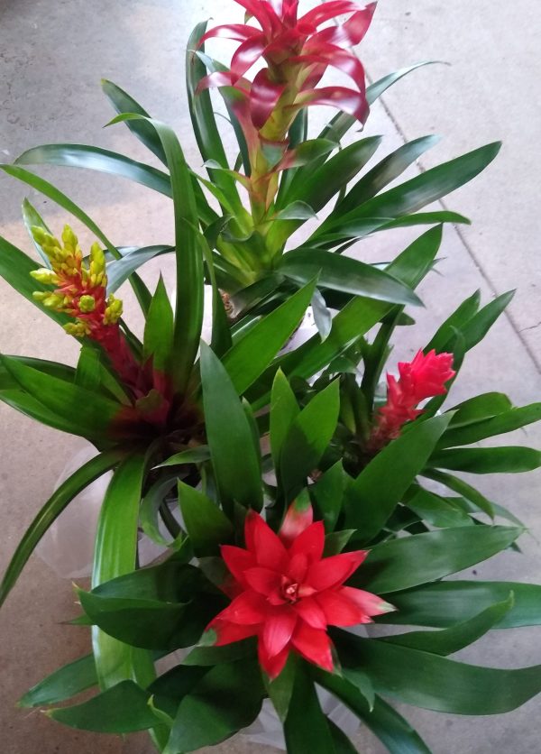 6" Bromeliad Guzmania Asst