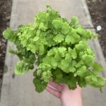 4" Fern Maidenhair Pacific