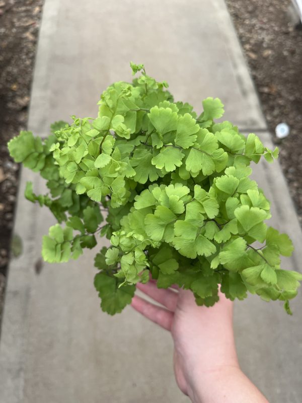 4" Fern Maidenhair Pacific