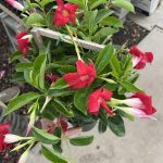 6" Mandevilla Trellis 16" Giant Crimson