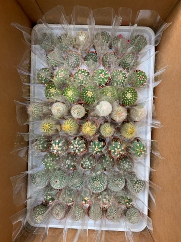 1.5" Cactus Asst (CA)
