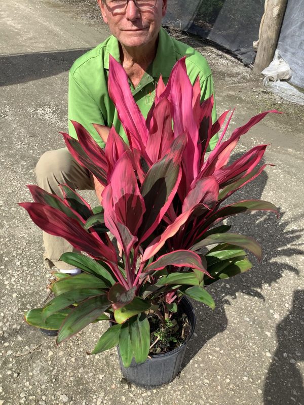 10" Cordyline Florico