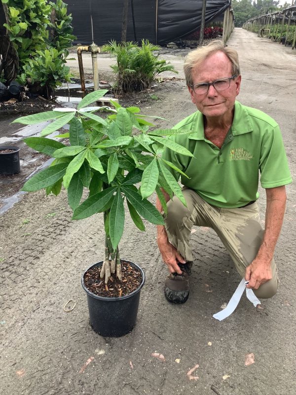 10" Pachira Money Tree Braid