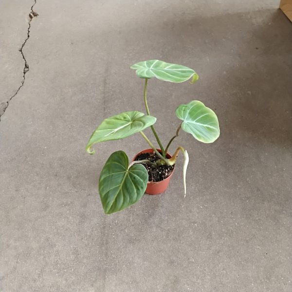 4" Philo Gloriosum (CA)
