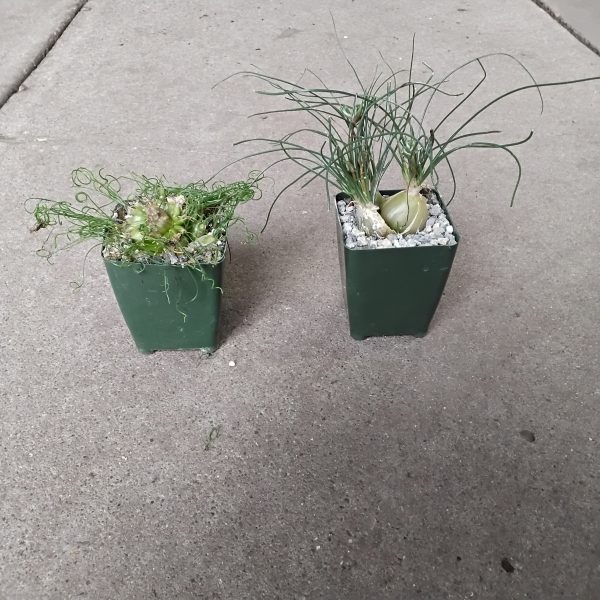 4" Albuca Asst (CA)