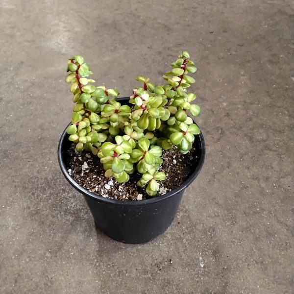 6" Portulacaria Kaleidoscope VAR (CA)