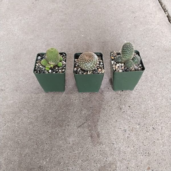 4" Cactus Rebutia Asst (CA)