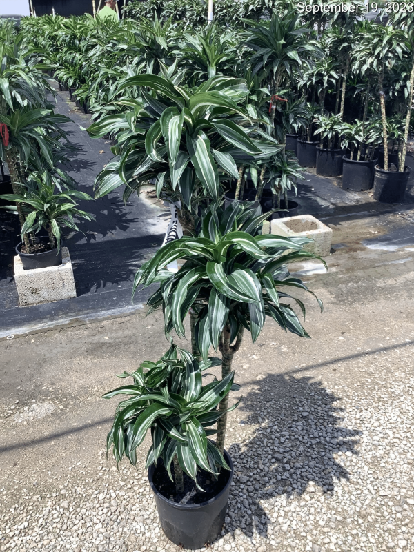 10" Drac Jade Jewel Cane 321 C/B