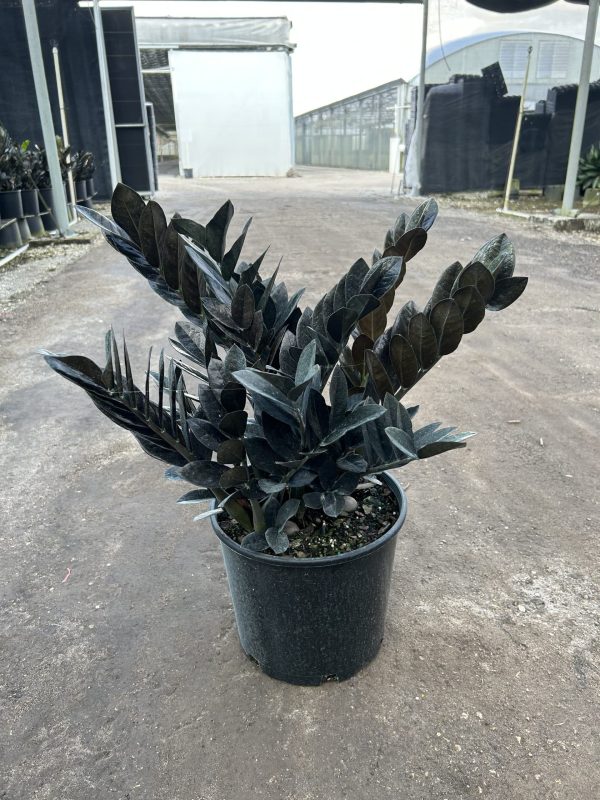 10" ZZ Oscura