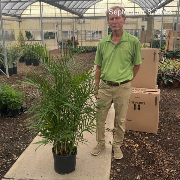 10" Palm Bamboo Sefrizii