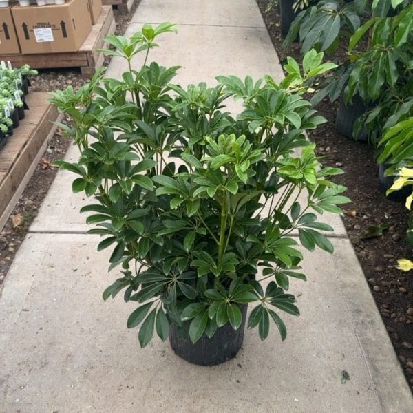 10" Scheff Arb Green Bush