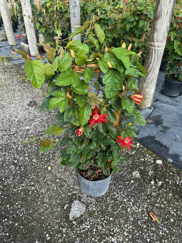 10" Passion Vine Trellis Red 3'